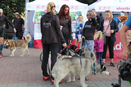 Fragment biegu Pucharu Polski w Dogtrekkingu w Wiśle
